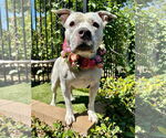 Small #1 American Pit Bull Terrier Mix