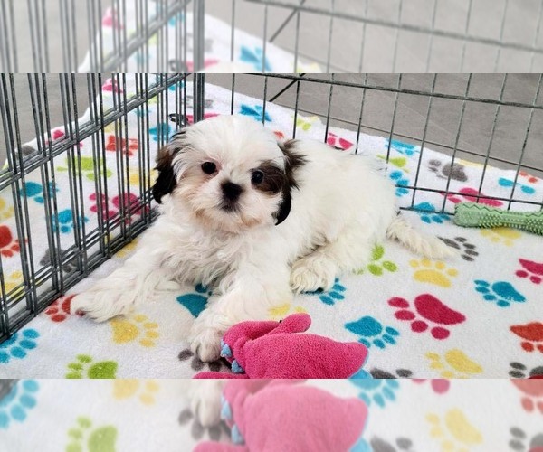 Medium Photo #9 Shih Tzu Puppy For Sale in ORO VALLEY, AZ, USA
