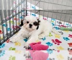 Small #8 Shih Tzu