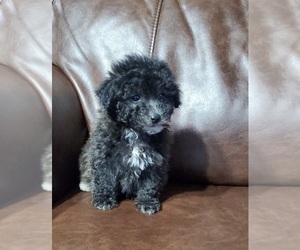 ShihPoo Puppy for Sale in ZILLAH, Washington USA