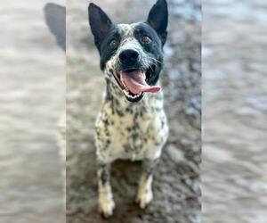 PEPPER - Male Australian Shepherd Dog for Adoption - Photo #2