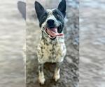 Small Photo #2 Australian Shepherd Puppy For Sale in Riverside, CA, USA