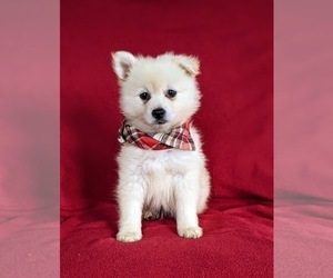 Pomeranian Dog for Adoption in OXFORD, Pennsylvania USA