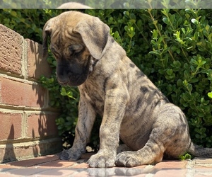 Great Dane Puppy for sale in CHARLOTTE HALL, MD, USA