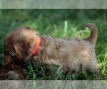 Small #2 Cavapoo