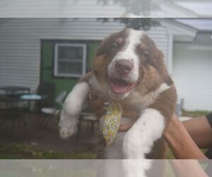 Australian Shepherd Puppy for Sale in BROCKTON, Massachusetts USA