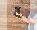 Image preview for Ad Listing. Nickname: Litter of 3