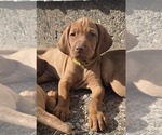Puppy Male Puppy 1 Vizsla
