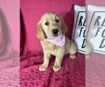 Small #3 Golden Retriever