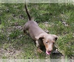 Small Photo #8 Dachshund Puppy For Sale in CLARK, MO, USA