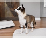 Small #4 Pomsky