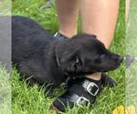 Small #1 Chocolate Labrador retriever Mix