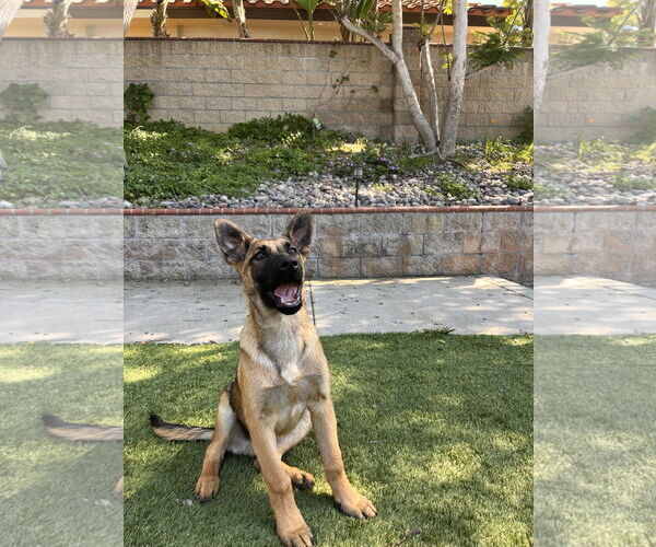 Medium Photo #3 German Shepherd Dog Puppy For Sale in San Diego, CA, USA