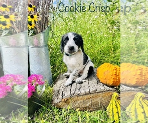 Poogle Puppy for sale in WHEATFIELD, IN, USA