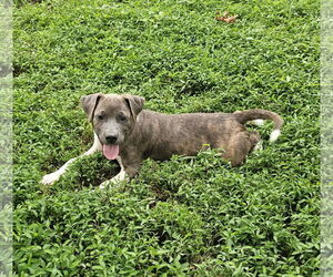 American Pit Bull Terrier-Unknown Mix Dogs for adoption in Blacksburg, SC, USA