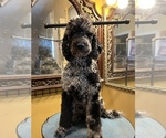 Small Photo #1 Labradoodle Puppy For Sale in CORPUS CHRISTI, TX, USA