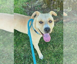 Labrador Retriever Dogs for adoption in Sacramento, CA, USA