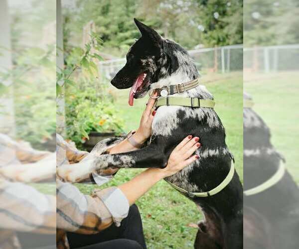 Medium Photo #16 Mutt Puppy For Sale in Candler, NC, USA