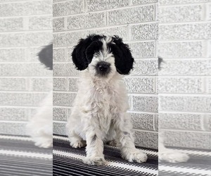 Labradoodle Puppy for sale in CANTON, NC, USA