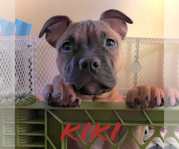 Medium Photo #37 Boxer-Unknown Mix Puppy For Sale in Holly Springs, NC, USA