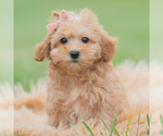 Puppy Pixie Maltipoo (Miniature)