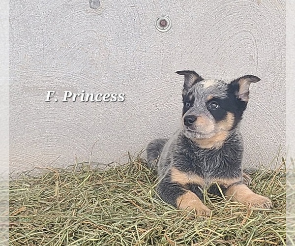 Medium Photo #3 Australian Cattle Dog Puppy For Sale in NATHALIE, VA, USA