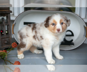 Medium Australian Shepherd