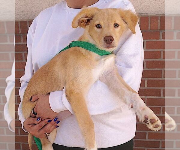 Medium Photo #3 Mutt Puppy For Sale in Carrollton, TX, USA