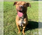 Small #12 Retriever  Mix
