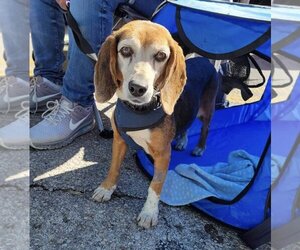 Beagle Dogs for adoption in Tampa, FL, USA