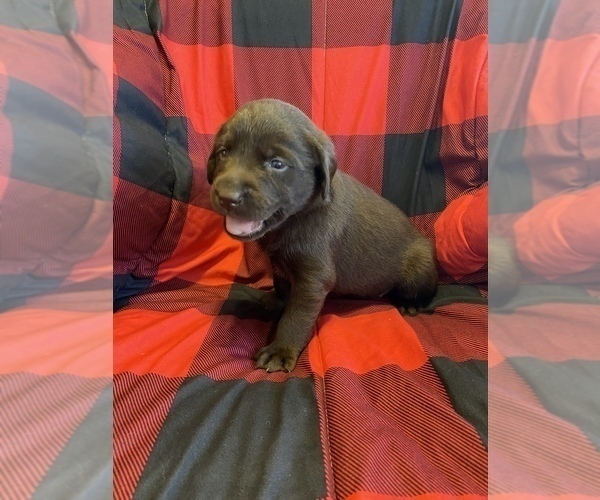 Medium Photo #2 Labrador Retriever Puppy For Sale in BROOKLYN, CT, USA