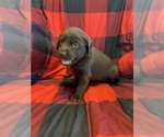 Small Photo #2 Labrador Retriever Puppy For Sale in BROOKLYN, CT, USA