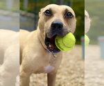 Small Photo #3 Mutt Puppy For Sale in West Cornwall, CT, USA