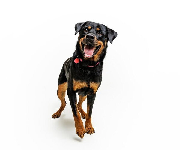 Medium Photo #10 Rottweiler-Unknown Mix Puppy For Sale in Cary, NC, USA