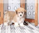 Small Photo #3 Poodle (Miniature) Puppy For Sale in NAPLES, FL, USA