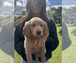 Small #1 Goldendoodle (Miniature)