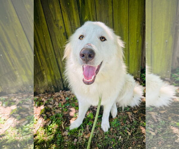 Medium Photo #2 Great Pyrenees Puppy For Sale in Spring, TX, USA