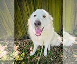 Small #1 Great Pyrenees