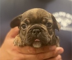 Small Photo #2 French Bulldog Puppy For Sale in GERBER, CA, USA