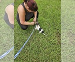 Small #11 Dachshund-Jack Russell Terrier Mix
