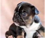 Small Photo #20 French Bulldog Puppy For Sale in WINNSBORO, TX, USA