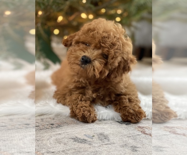Medium Photo #1 Cockapoo Puppy For Sale in ANTWERP, NY, USA