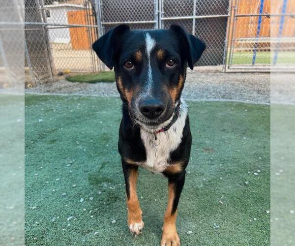 Medium Photo #10 Mutt Puppy For Sale in San Diego, CA, USA