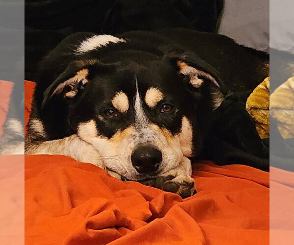 Medium Photo #9 Mutt Puppy For Sale in Fargo, ND, USA