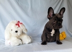 Small Photo #14 French Bulldog Puppy For Sale in ADRIAN, MI, USA