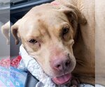 Small #4 American Pit Bull Terrier Mix