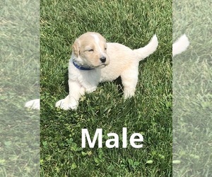 Poodle (Standard)-Saint Berdoodle Mix Puppy for sale in WAUSEON, OH, USA