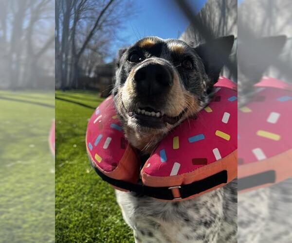 Medium Photo #2 Texas Heeler Puppy For Sale in West Valley, UT, USA