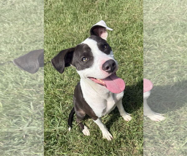 Medium Photo #3 Mutt Puppy For Sale in Woodbury, NY, USA