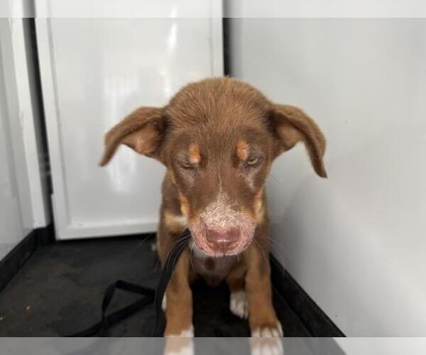 Medium Photo #1 German Shepherd Dog-Unknown Mix Puppy For Sale in Visalia, CA, USA